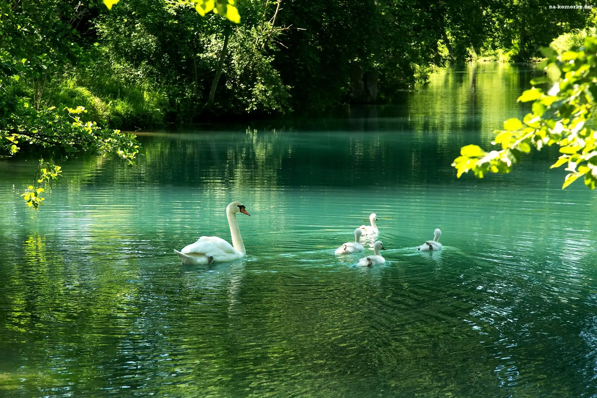 Łabędzie, Pisklęta, Staw