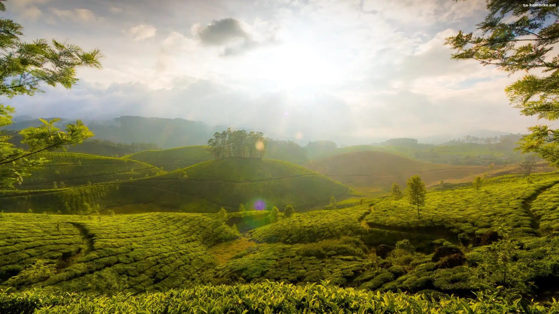 Plantacja, Indie, Herbata, Munnar