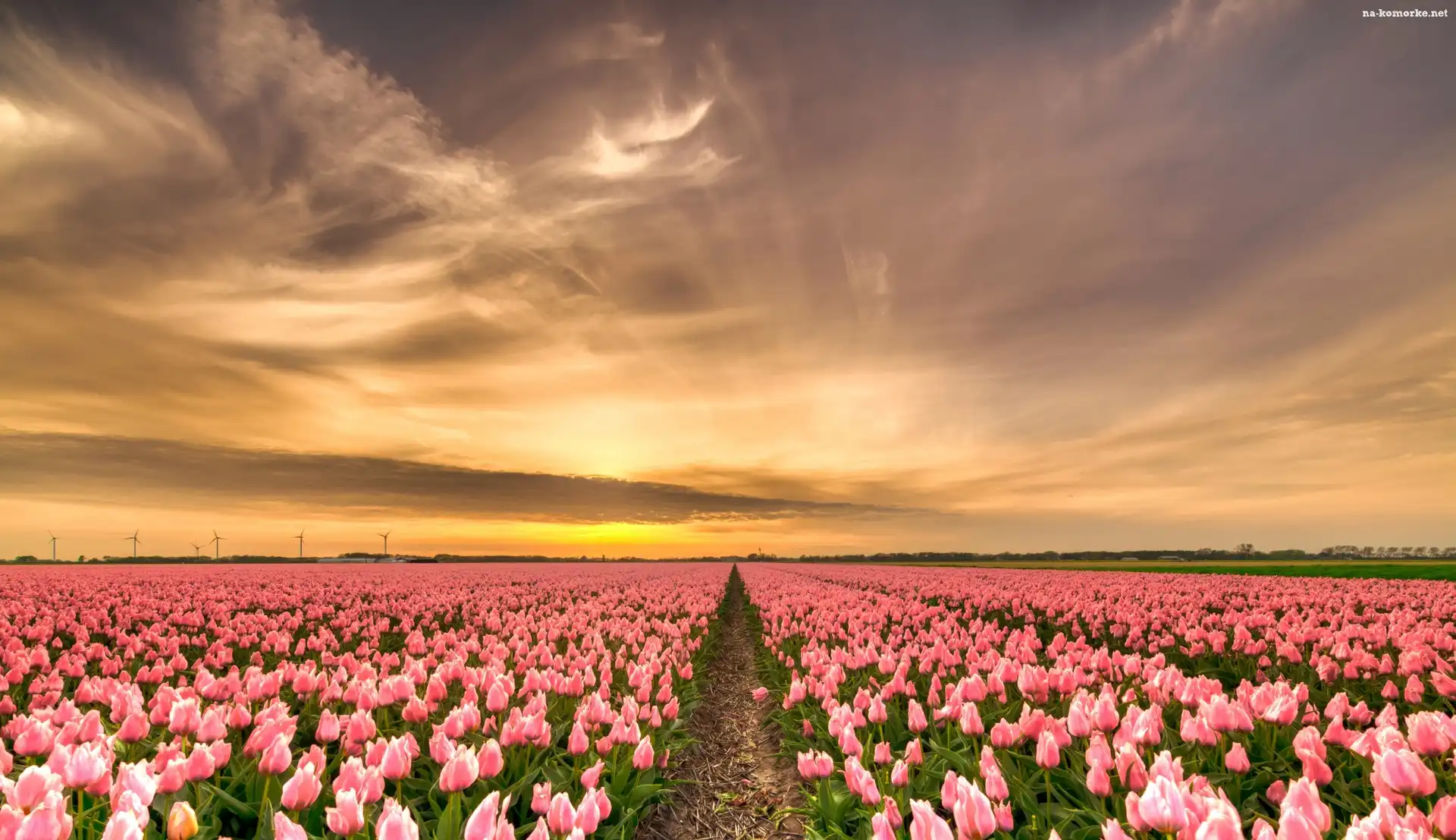 Plantacja, Wschód słońca, Różowe, Tulipany
