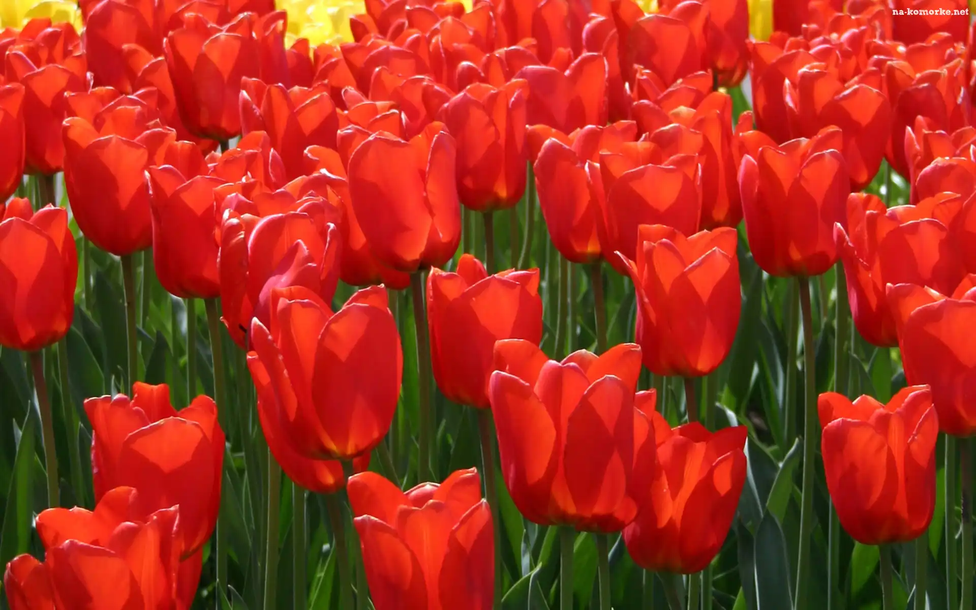 Plantacja, Tulipanów