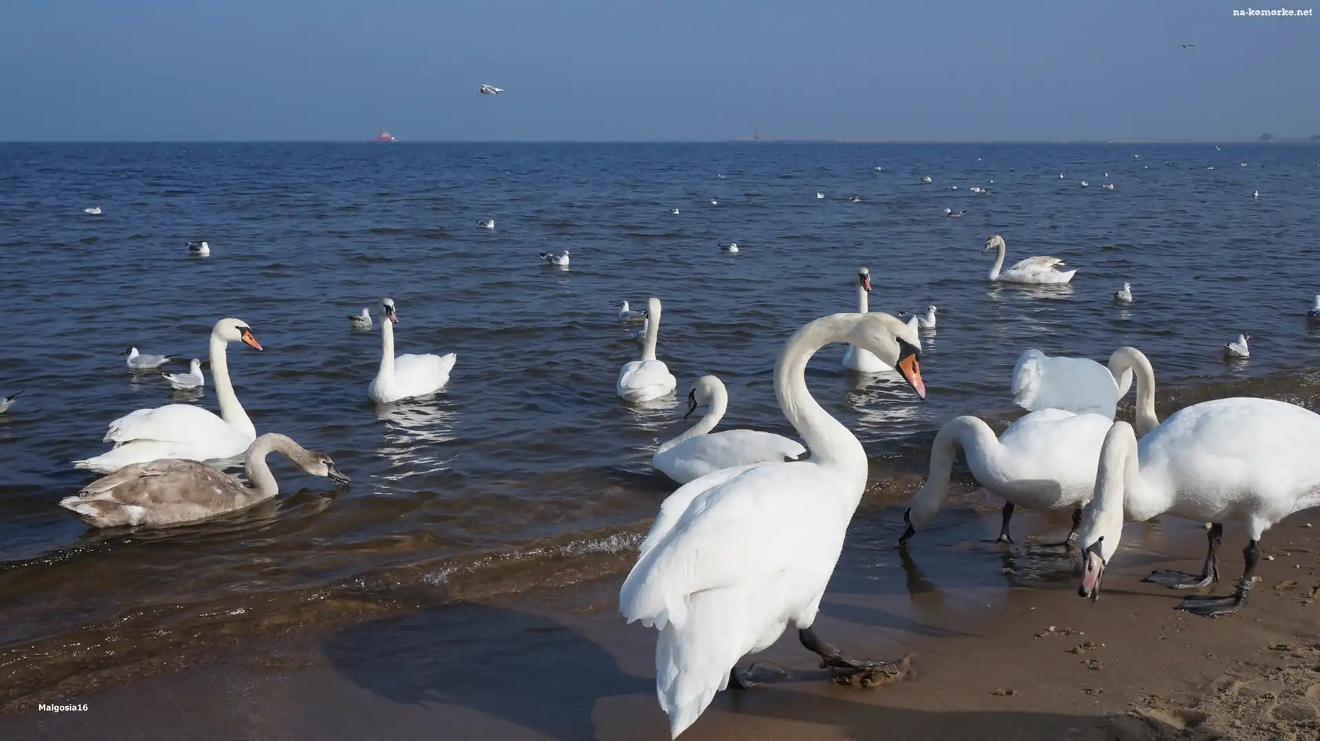 Plaża, Białe, Ptaki, Łabędzie, Morze