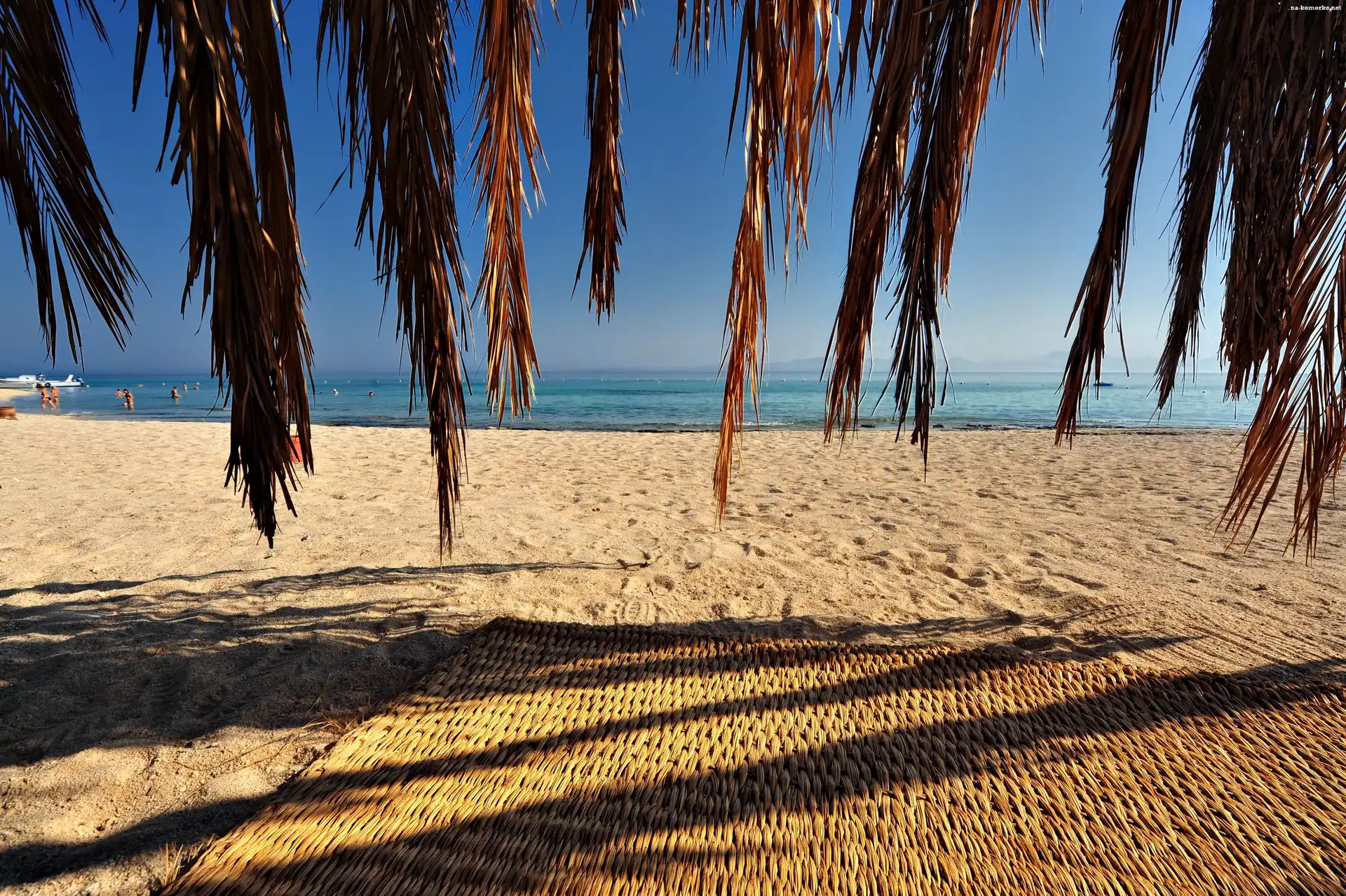 Plaża, Palmy, Mata, Gałęzie