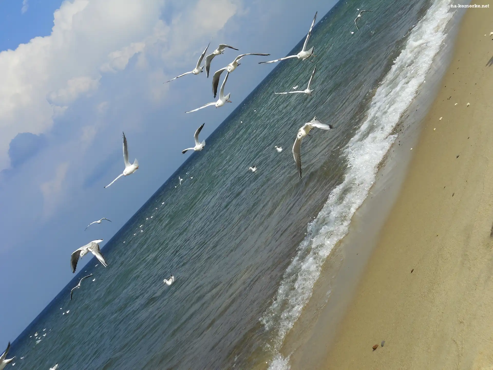 Morze, Plaża, Mewa