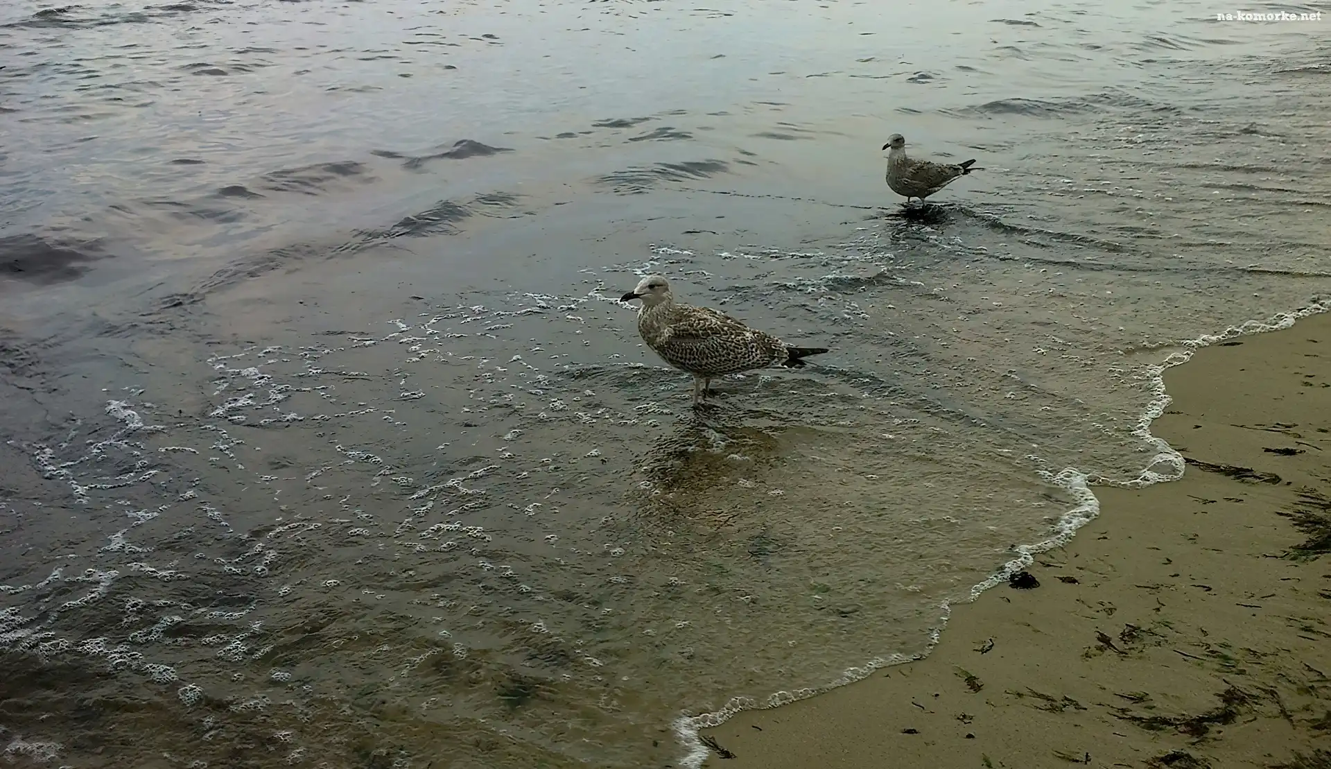 Morze, Plaża, Mewy