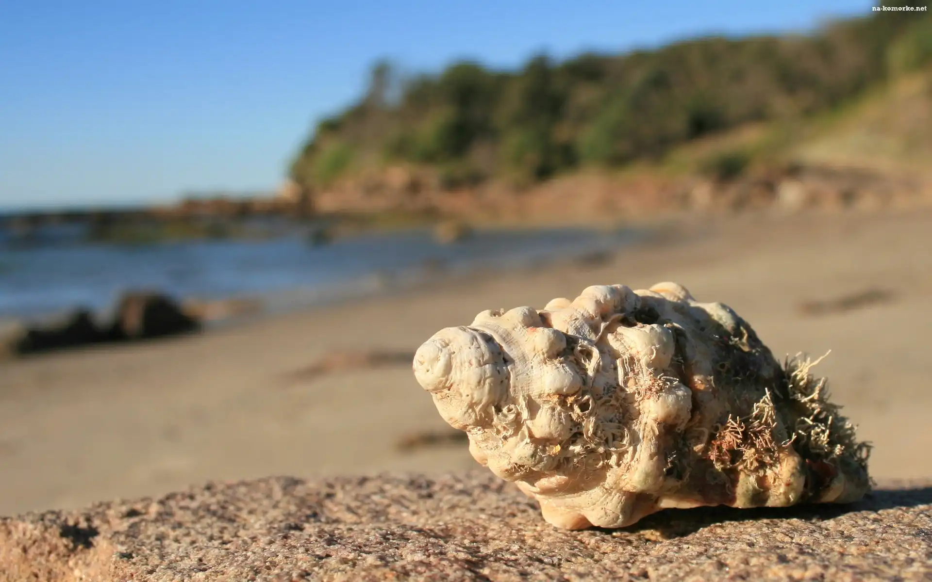 Plaża, Morze, Muszla, Niebo
