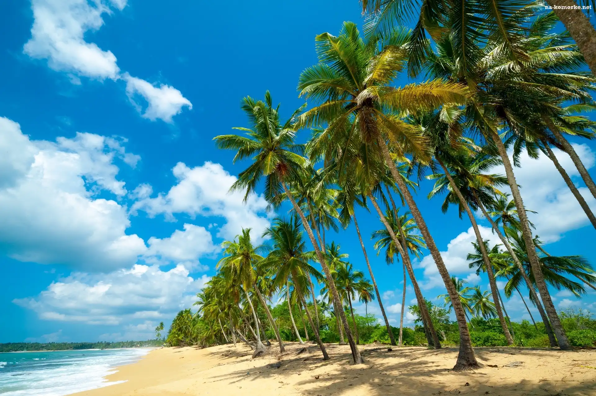Palmy, Plaża, Ocean