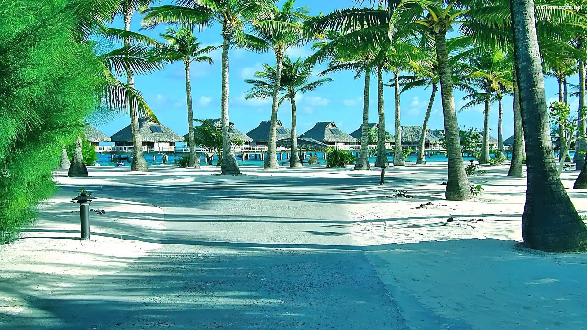Plaża, Tropik, Palmy, Ocean