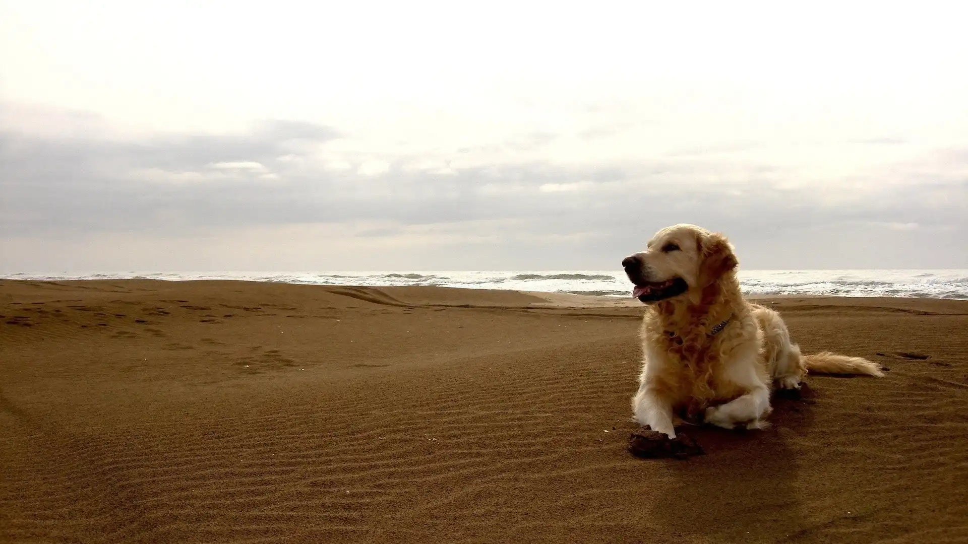 Pies, Morze, Golden Retriever, Plaża