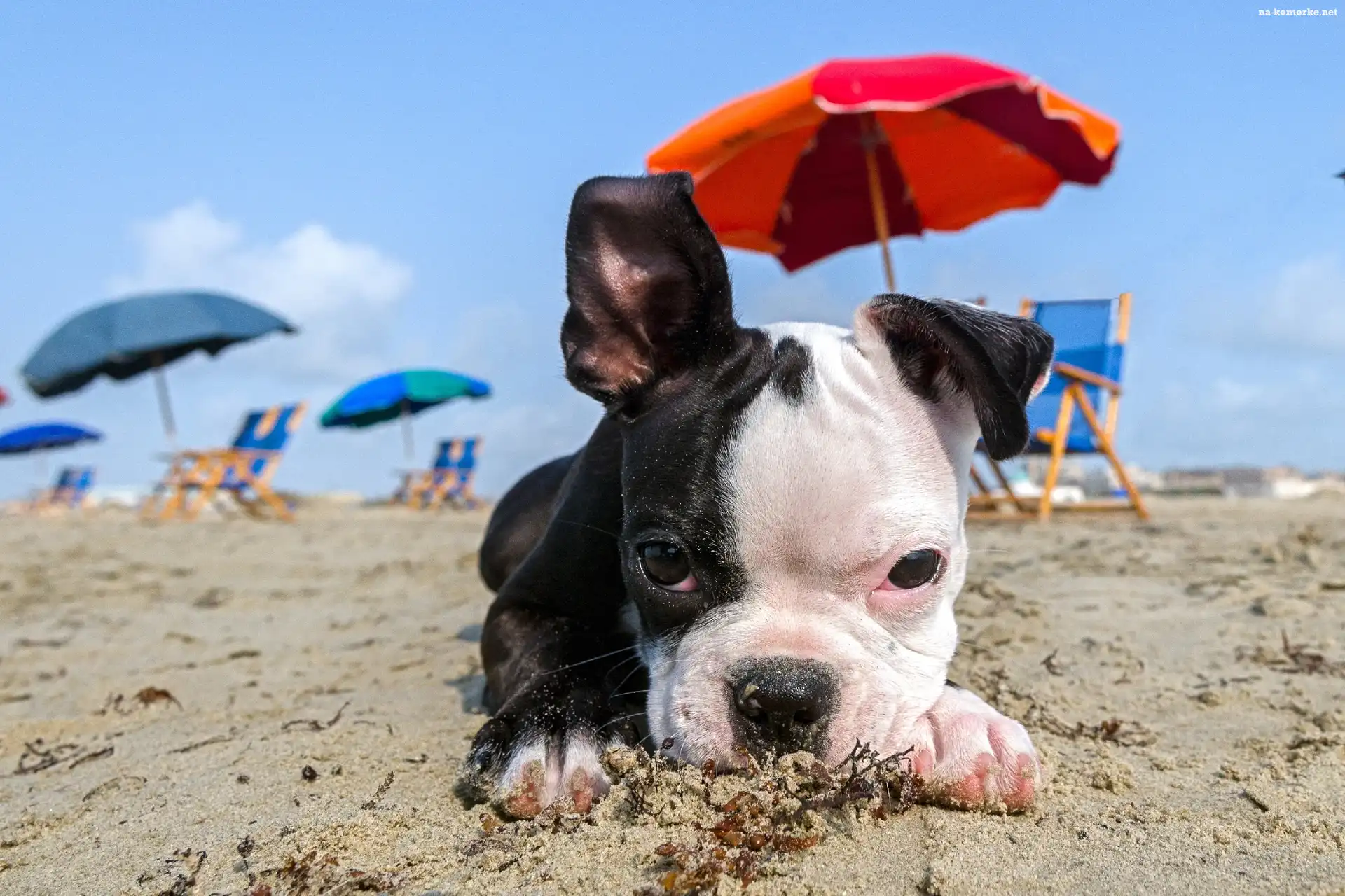 Szczeniaczek, Mops, Plaża, Parasole