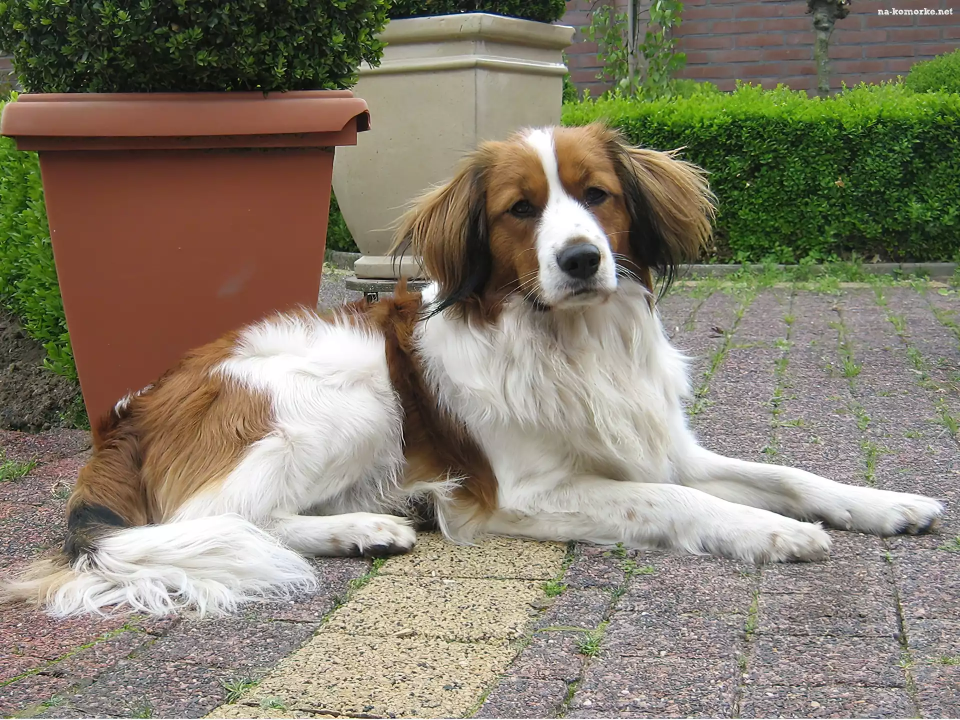 Płochacz holenderski, Kooikerhondje, donice