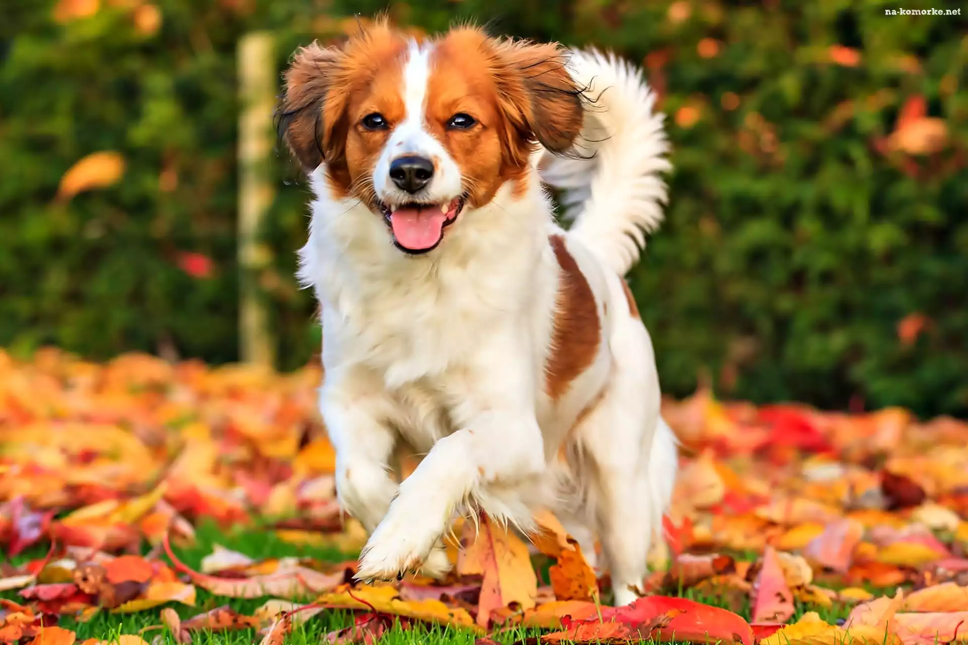 Płochacz holenderski, Liście, Kooikerhondje, Jesień