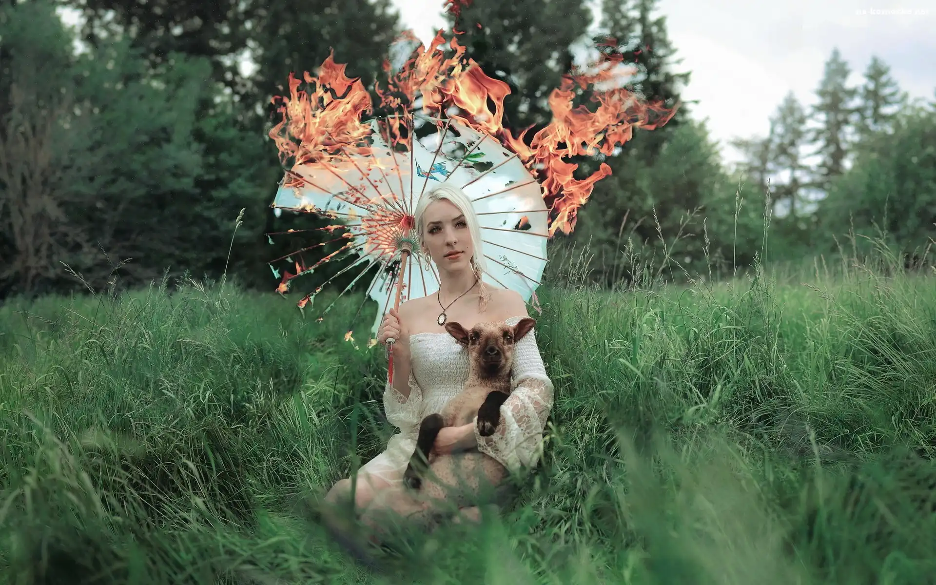 Płonący, Blondynka, Kobieta, Trawy, Owieczka, Parasol