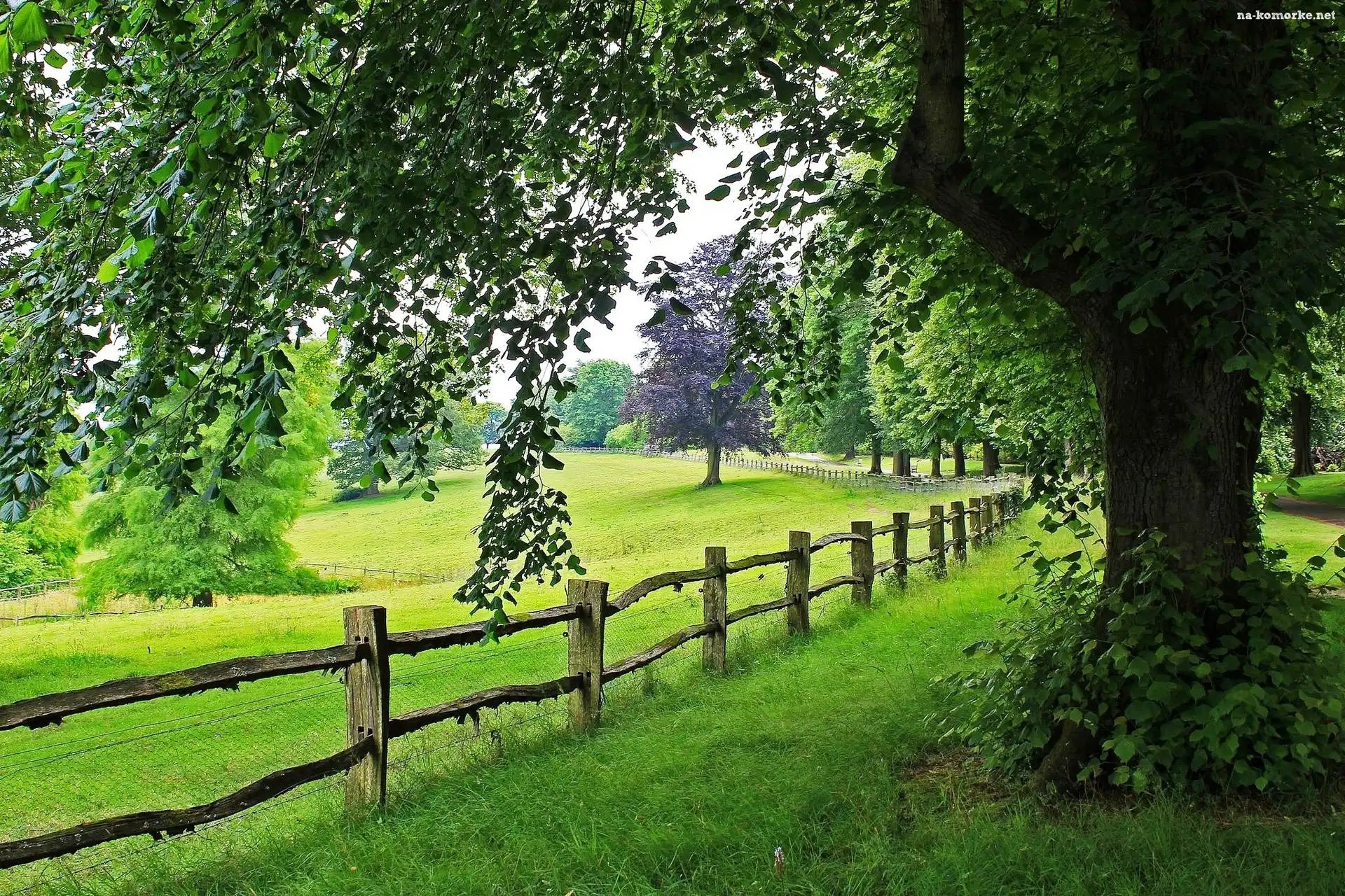 Łąki, Płot, Drzewa