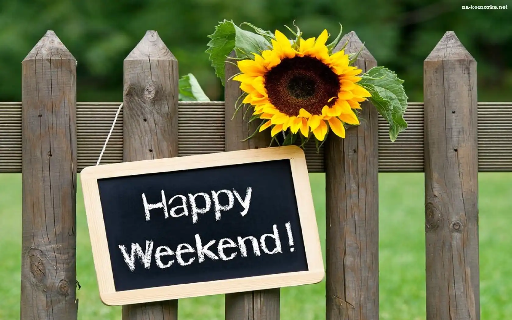 Płot, Happy Weekend, Słonecznik, Łąka