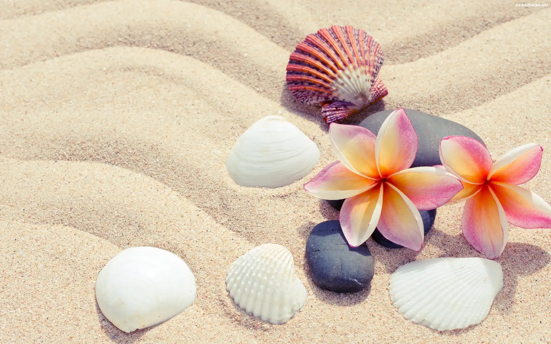 Plumeria, Piasek, Muszelki, Kamienie, Kwiaty