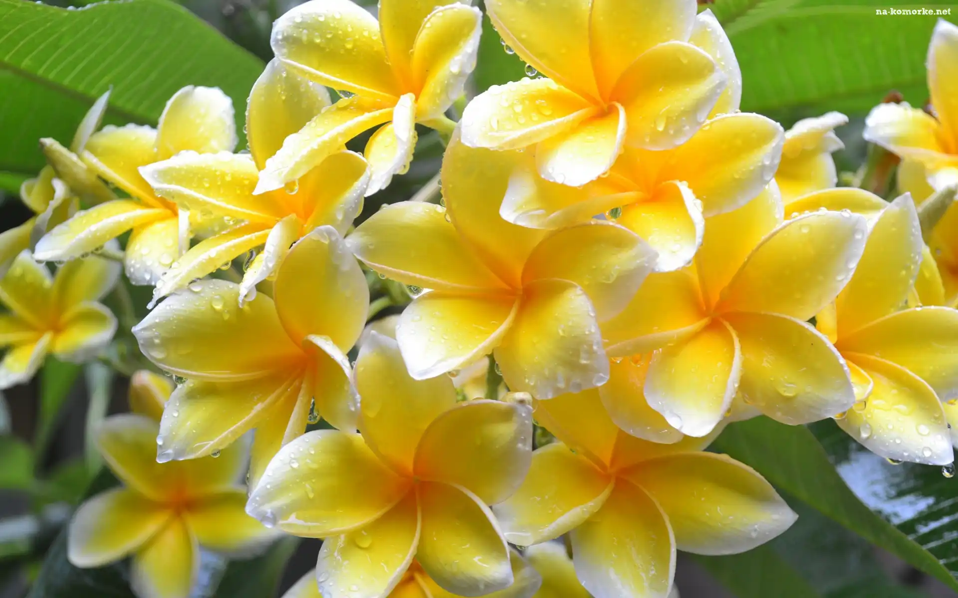 Plumeria, Krople, Żółte, Kwiaty