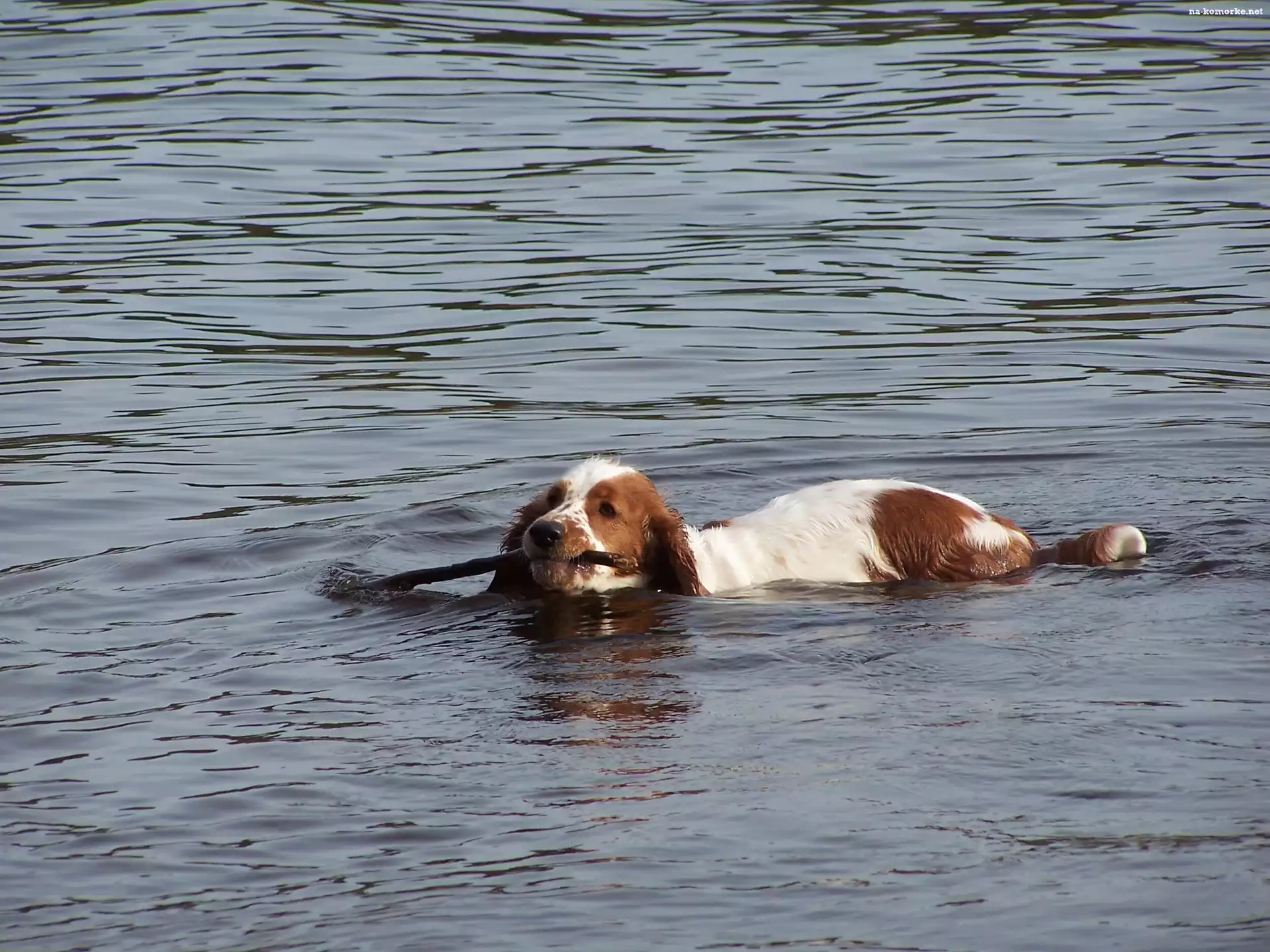 płynący, woda, Springer spaniel walijski, kij