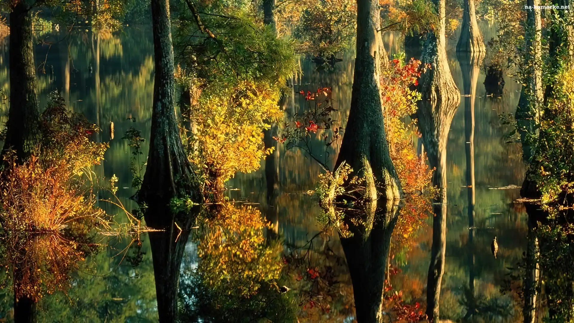 Jezioro, Pnie, Odbicie
