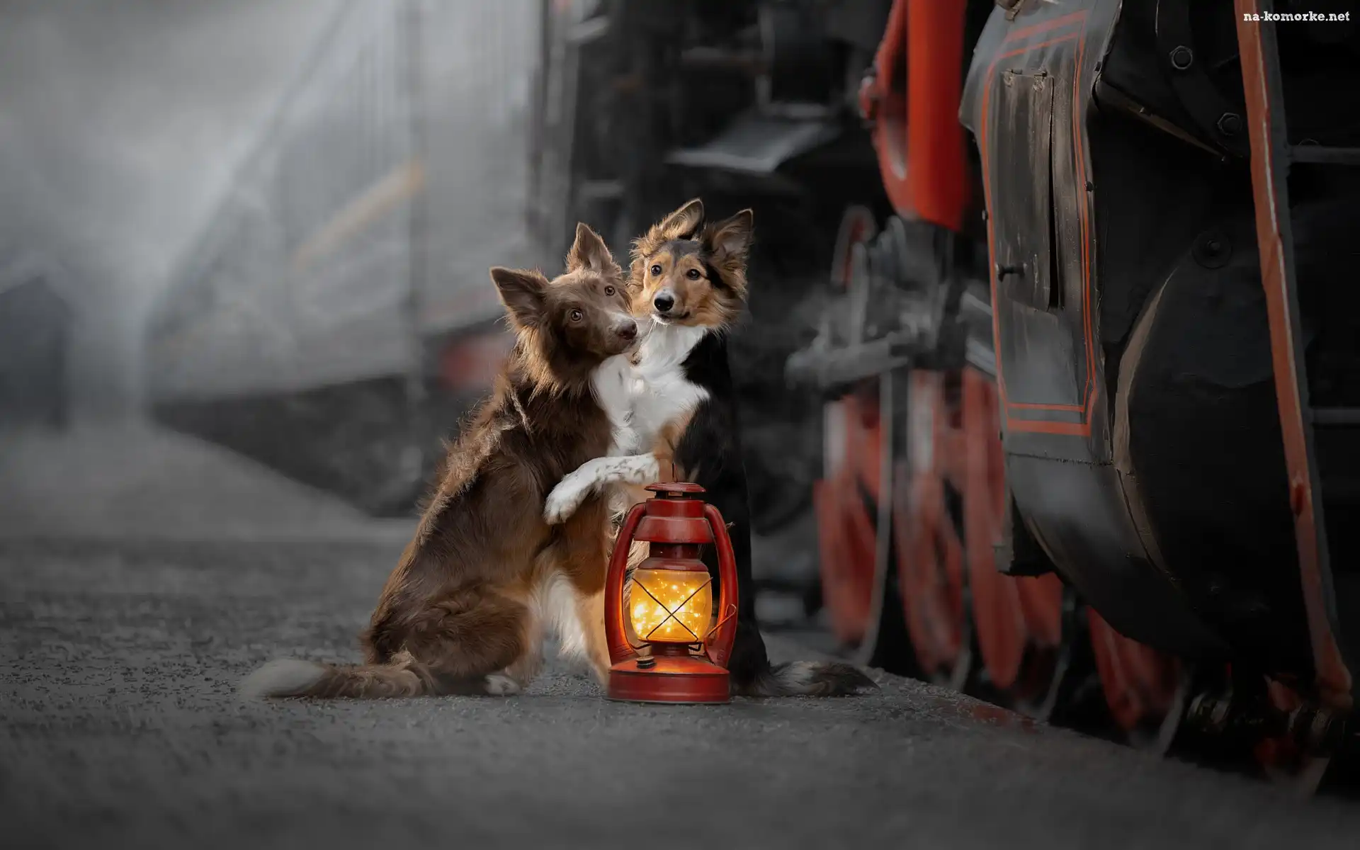 Pociąg, Dwa, Psy, Border collie, Lampa