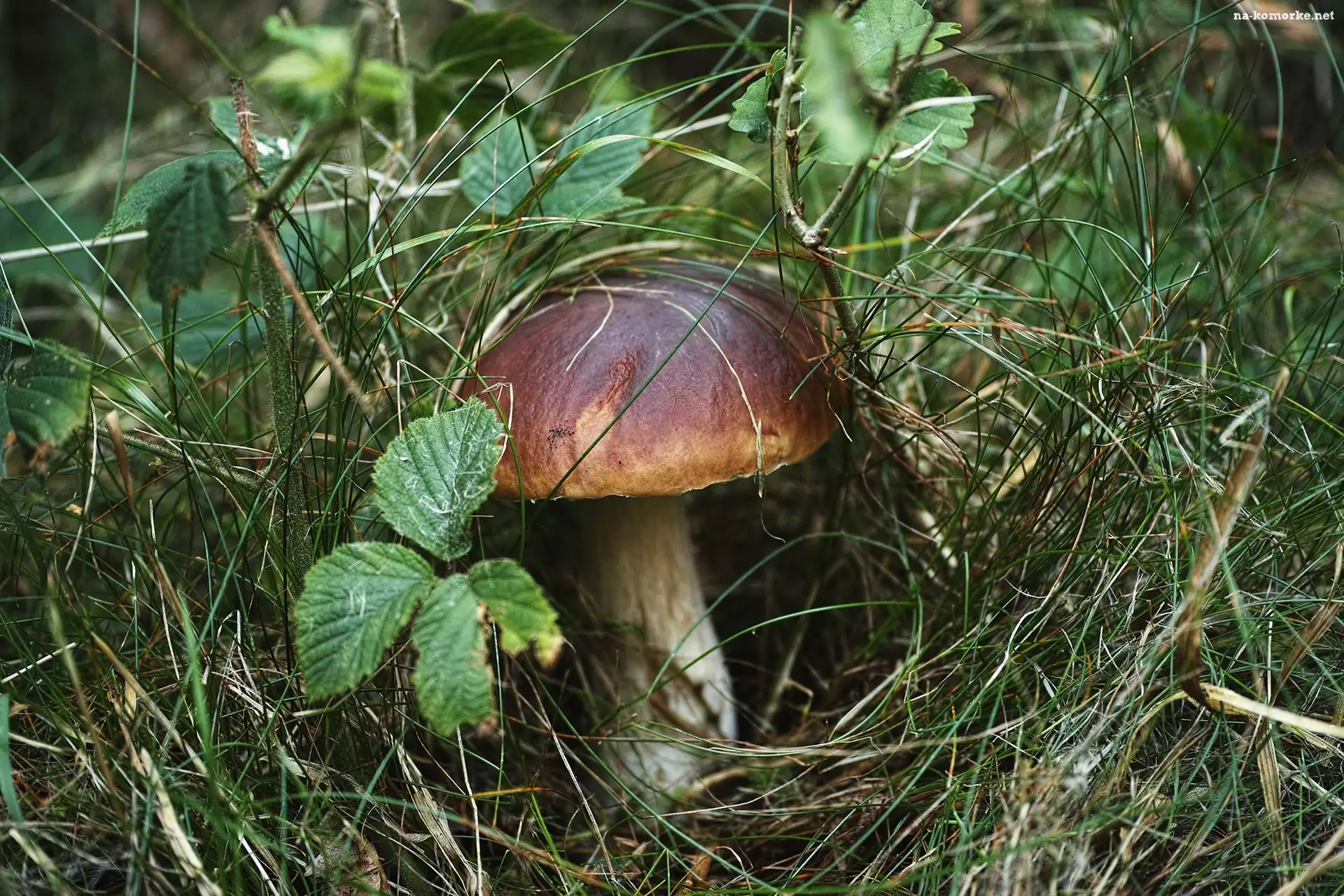 Podgrzybek, Liście, Ściółka, Trawa