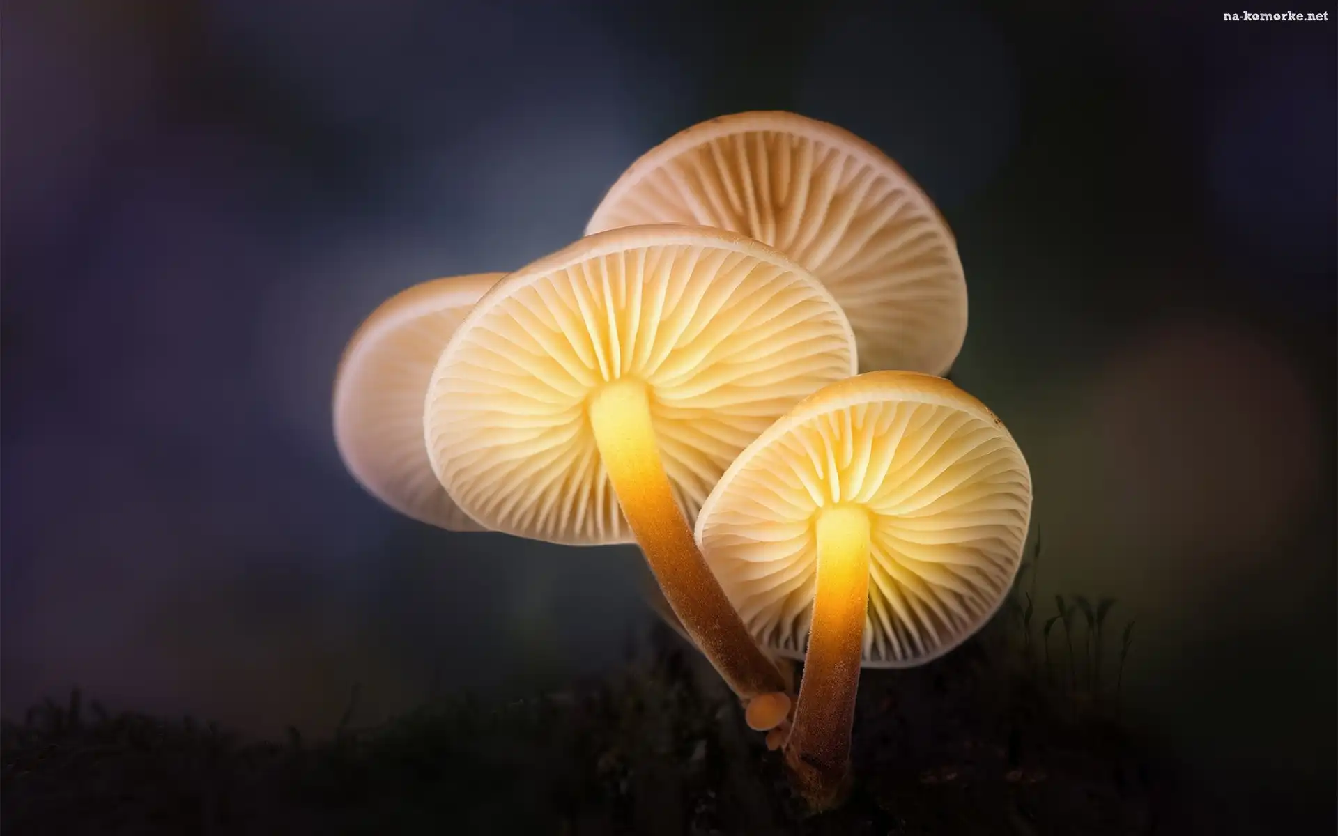 Makro, Podświetlone, Grzyby