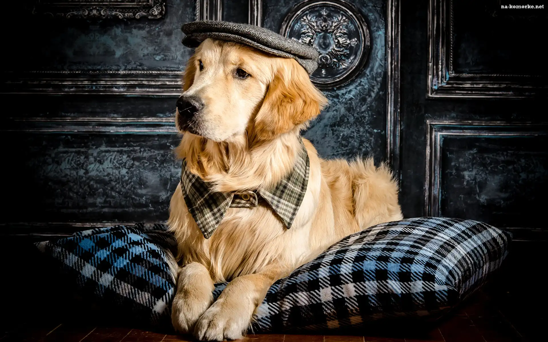 Czapka, Poduszka, Pies, Golden retriever