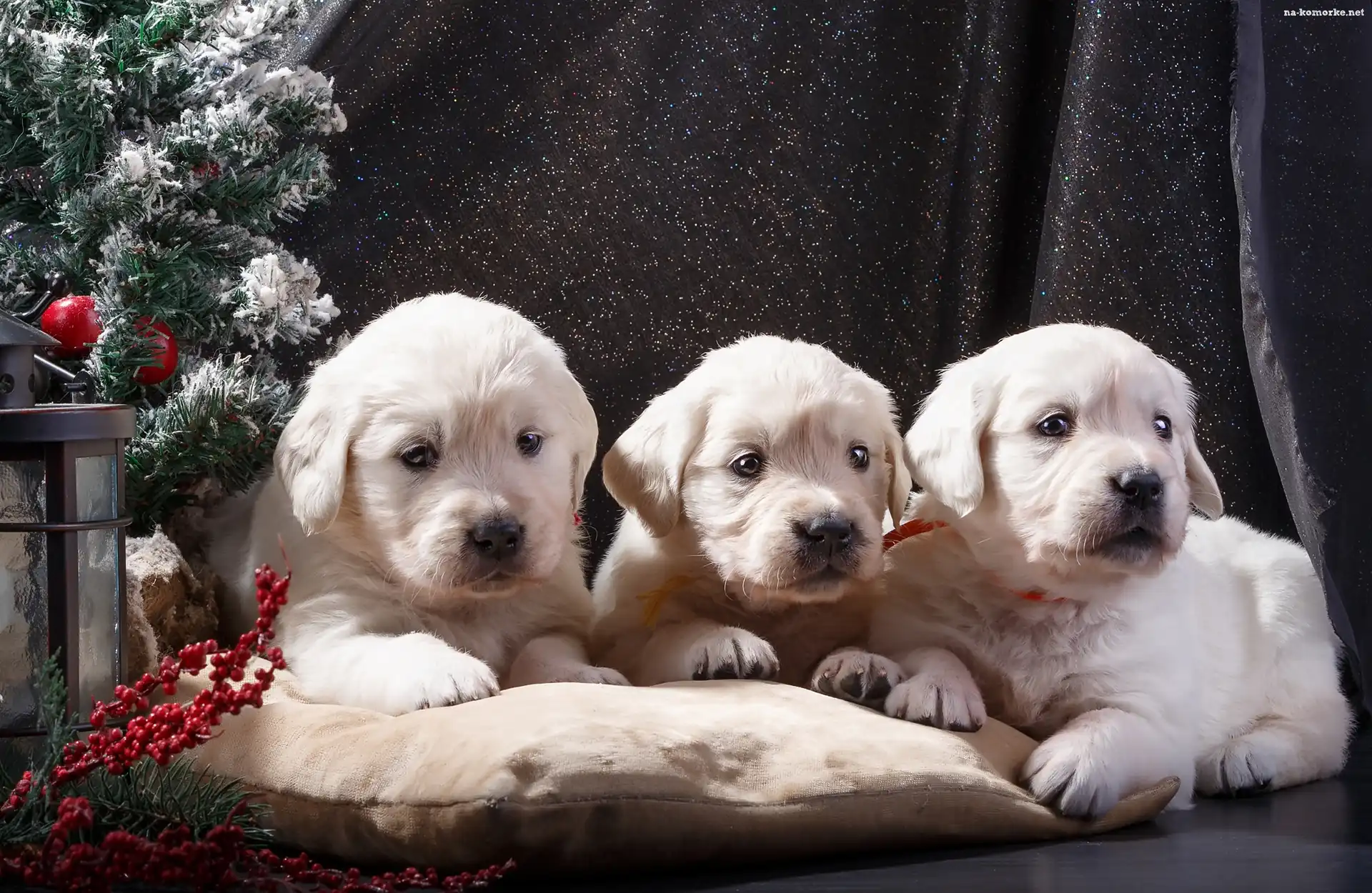 Poduszka, Trzy, Szczeniaki, Golden retriever, Choinka