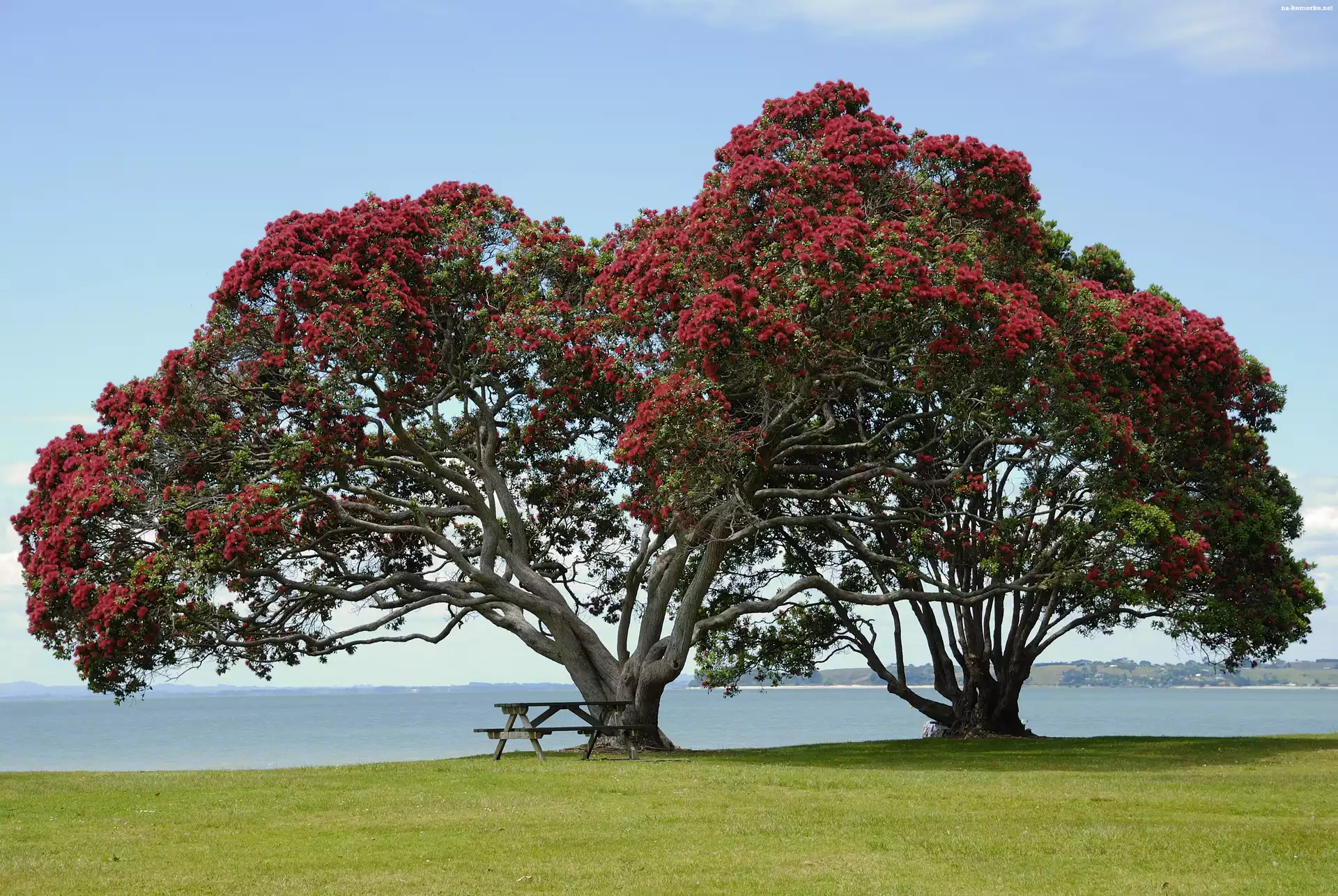 Pohutukawa, Łąka, Ławeczka, Kwitnące, Drzewo