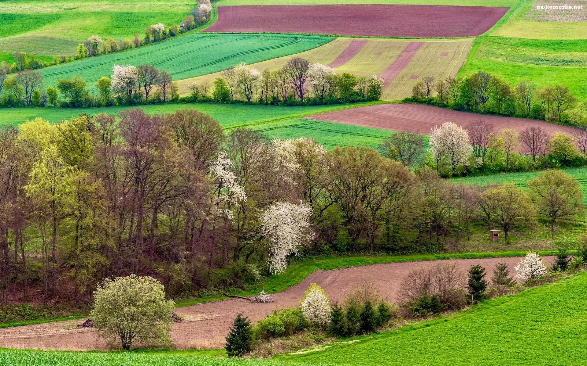 Pola, Wiosna, Drzewa