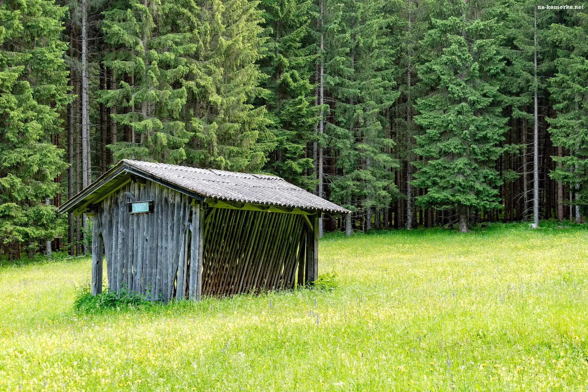 Paśnik, Drzewa, Las, Polana