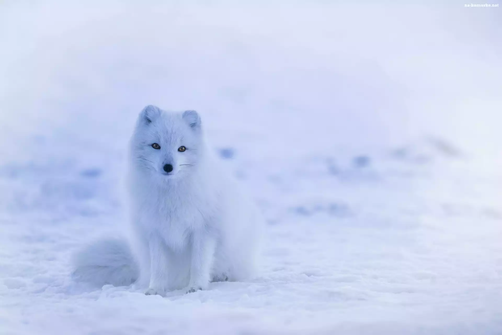 Lis polarny, Śnieg