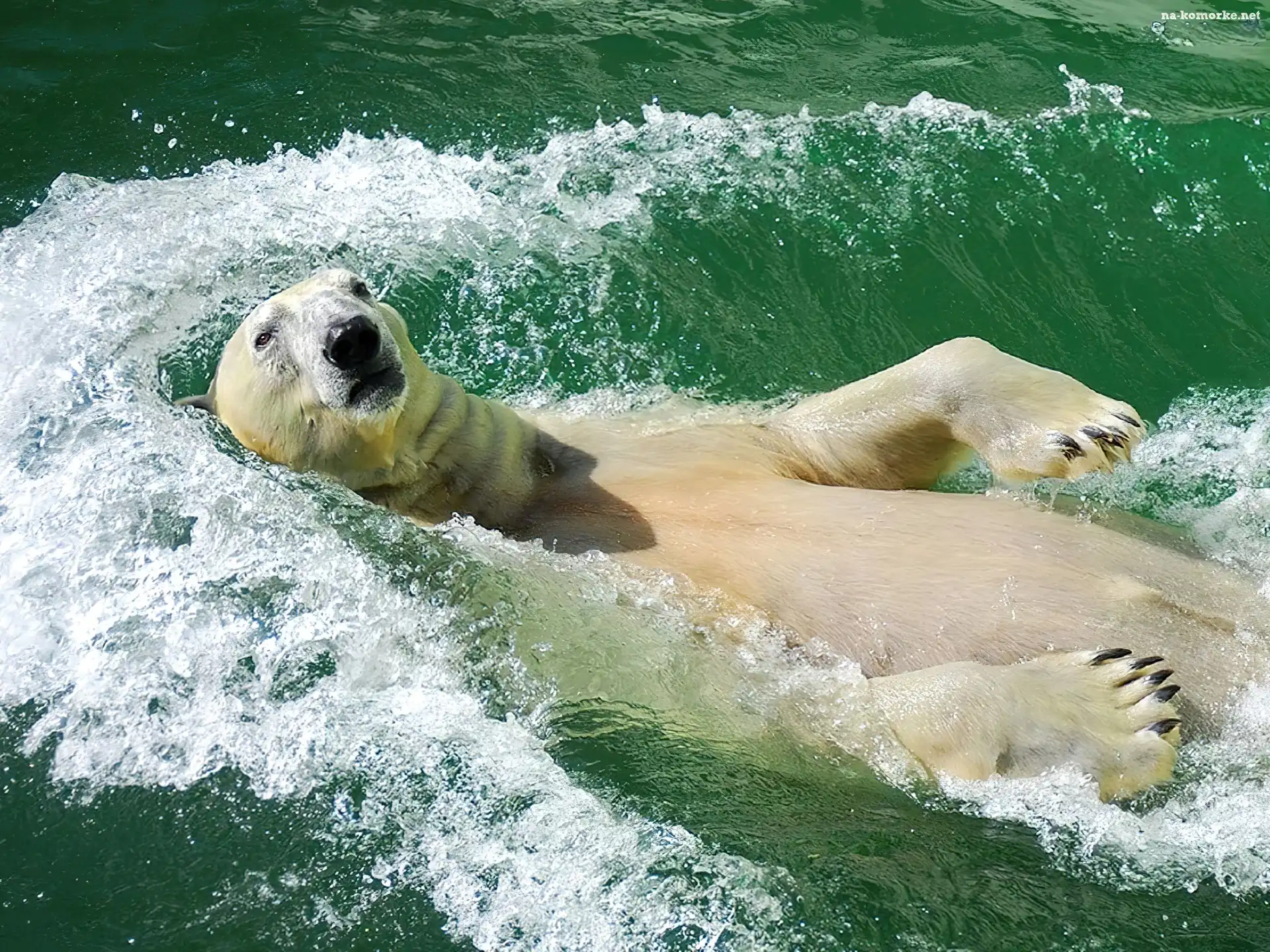 Miś, Polarny, Woda