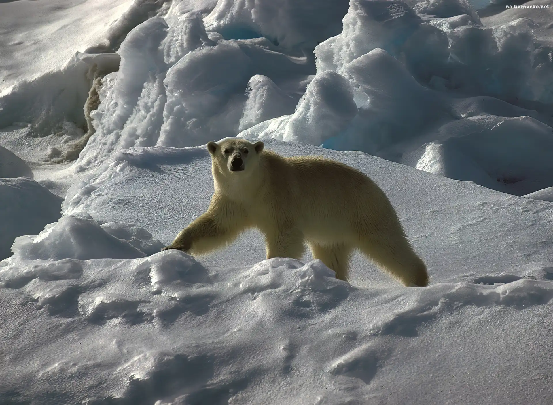 Niedźwiedź, Polarny, Śnieg