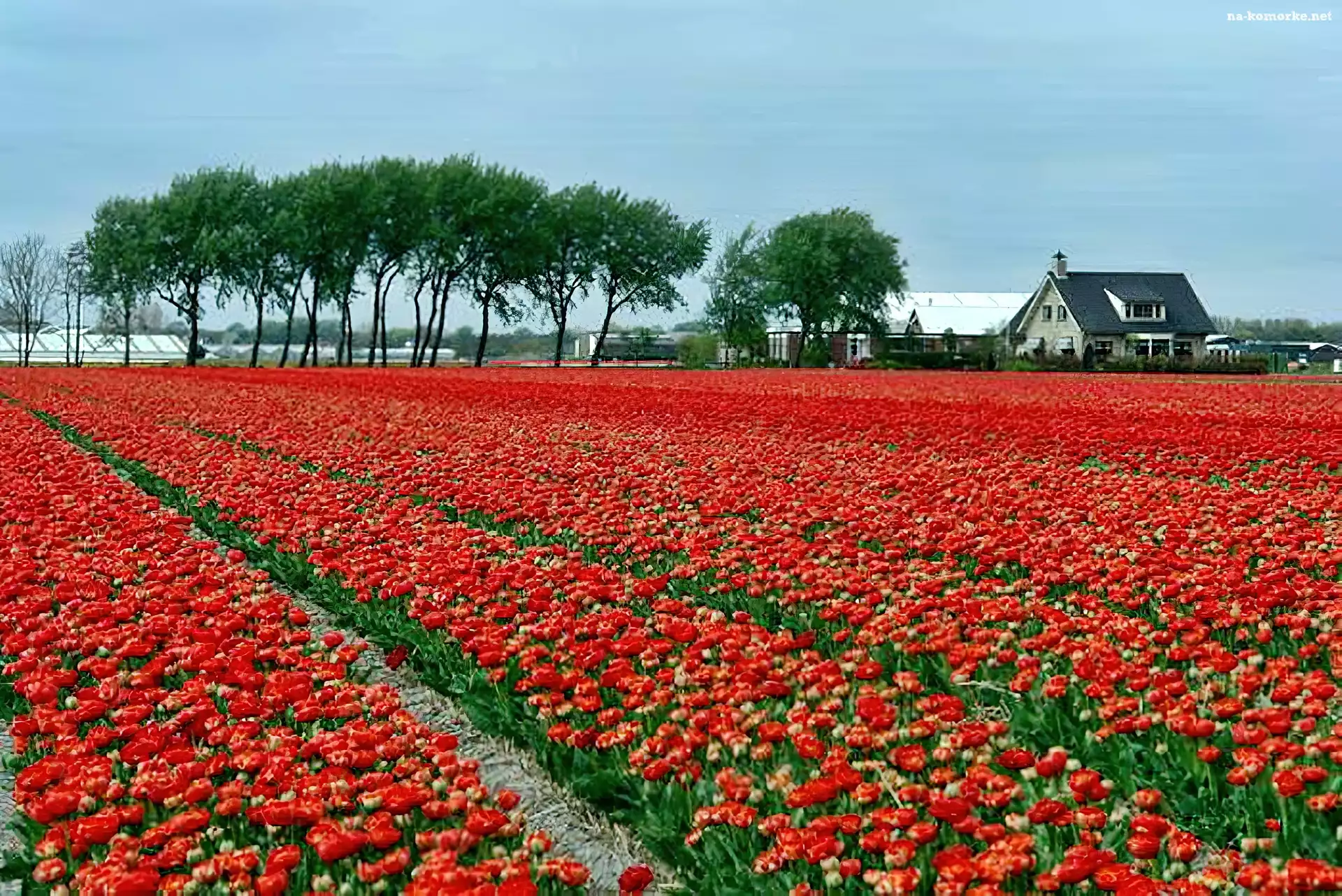 Holandia, Pole, Tulipany