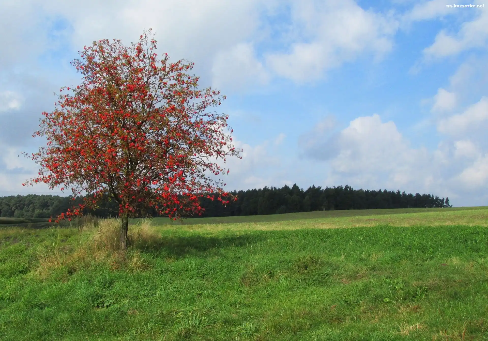 Jesień, Pole, Drzewo