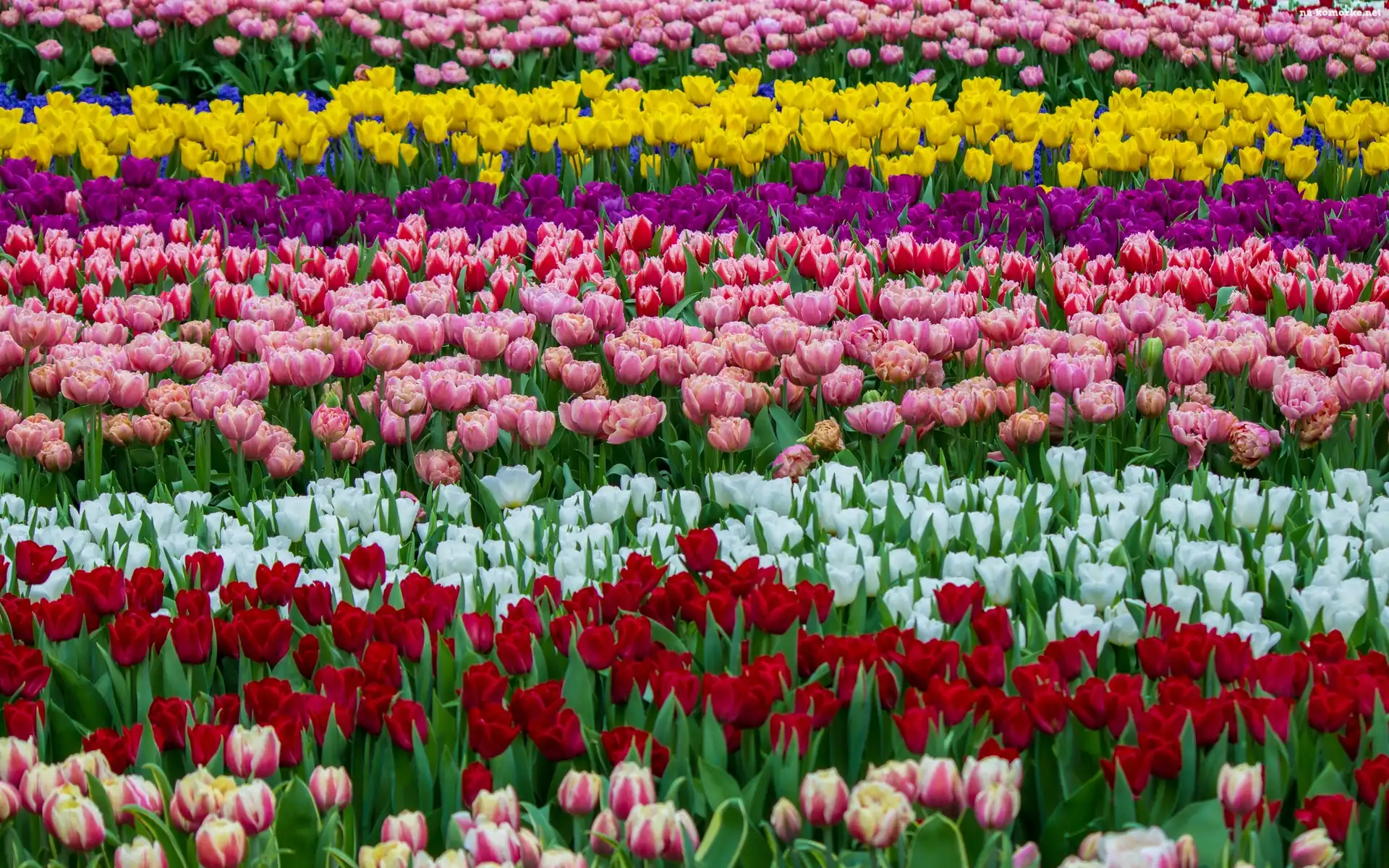Pole, Kwiaty, Kolorowe, Tulipany