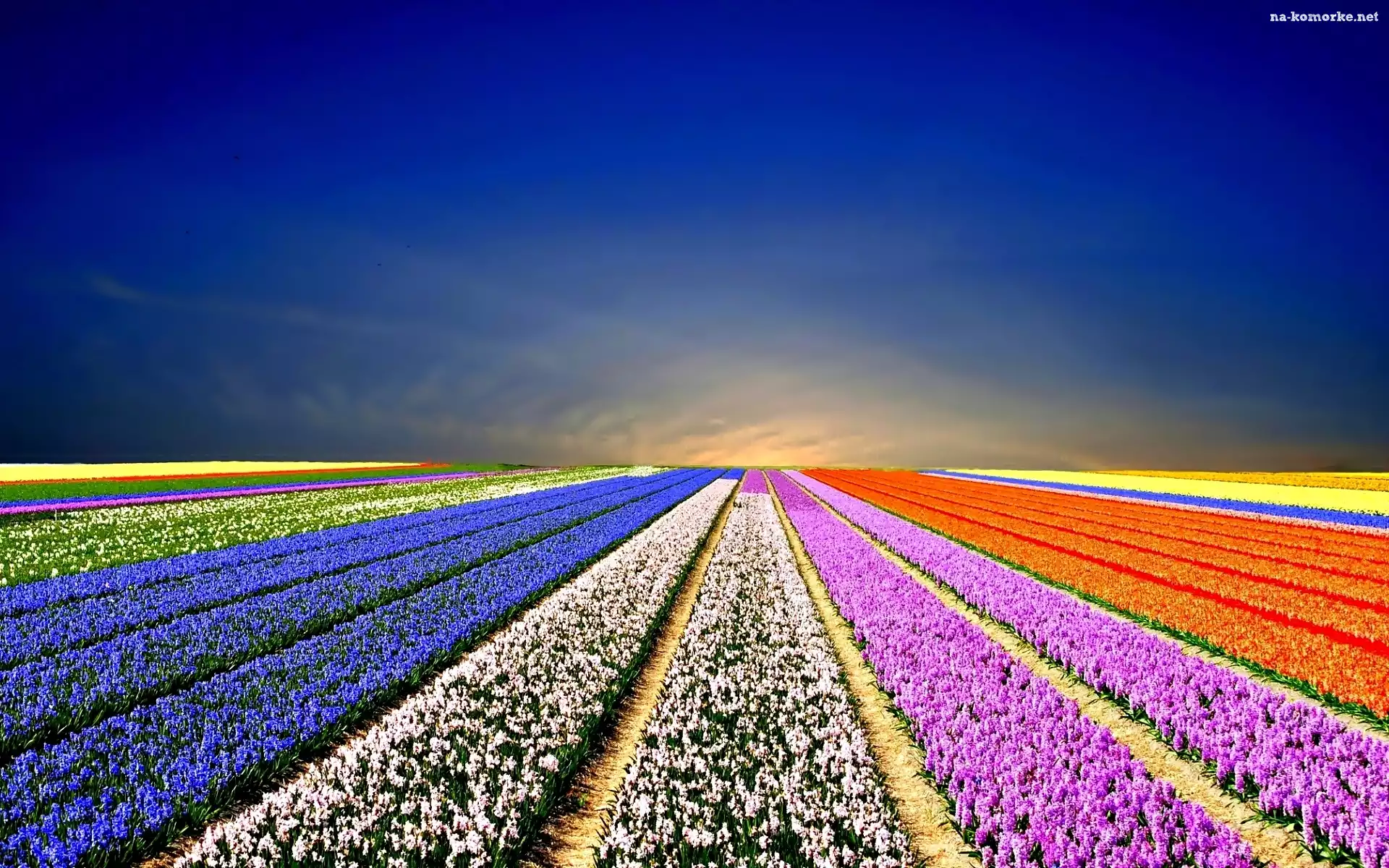 Pole, Niebo, Kwiaty, Tulipany