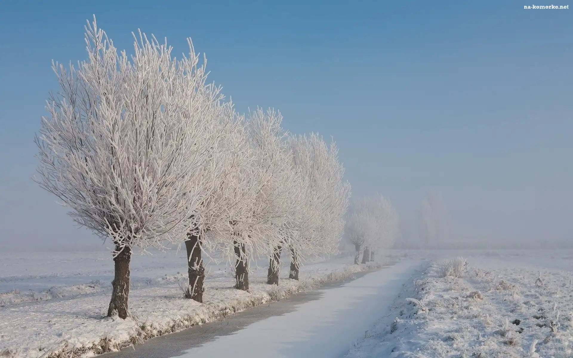 Pole, Zamarznięta, Rzeka, Oszronione, Drzewa