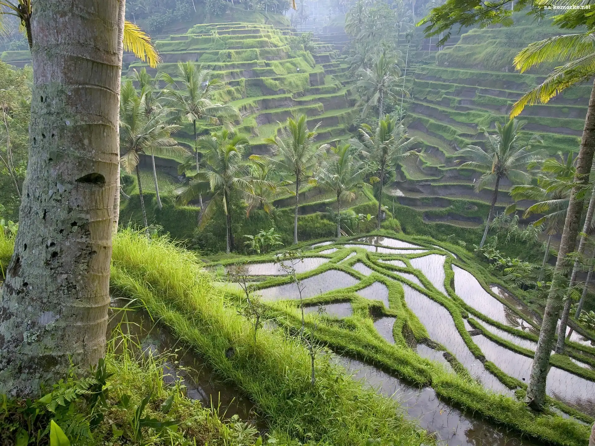 Pole, Indonezja, Ryżowe, Bali