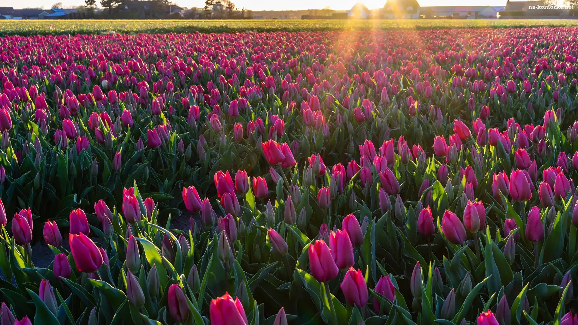 Pole, Promienie słońca, Tulipany, Plantacja