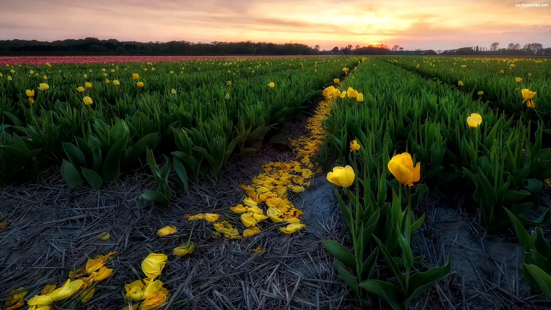 Pole, Wschód słońca, Tulipany, Żółte