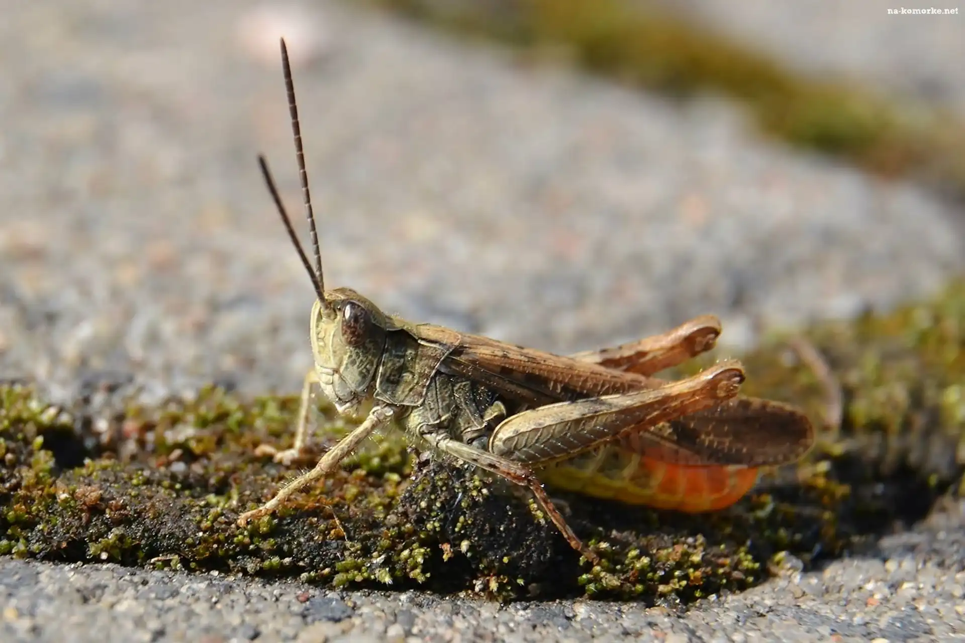 Konik, Polny, Podłoże