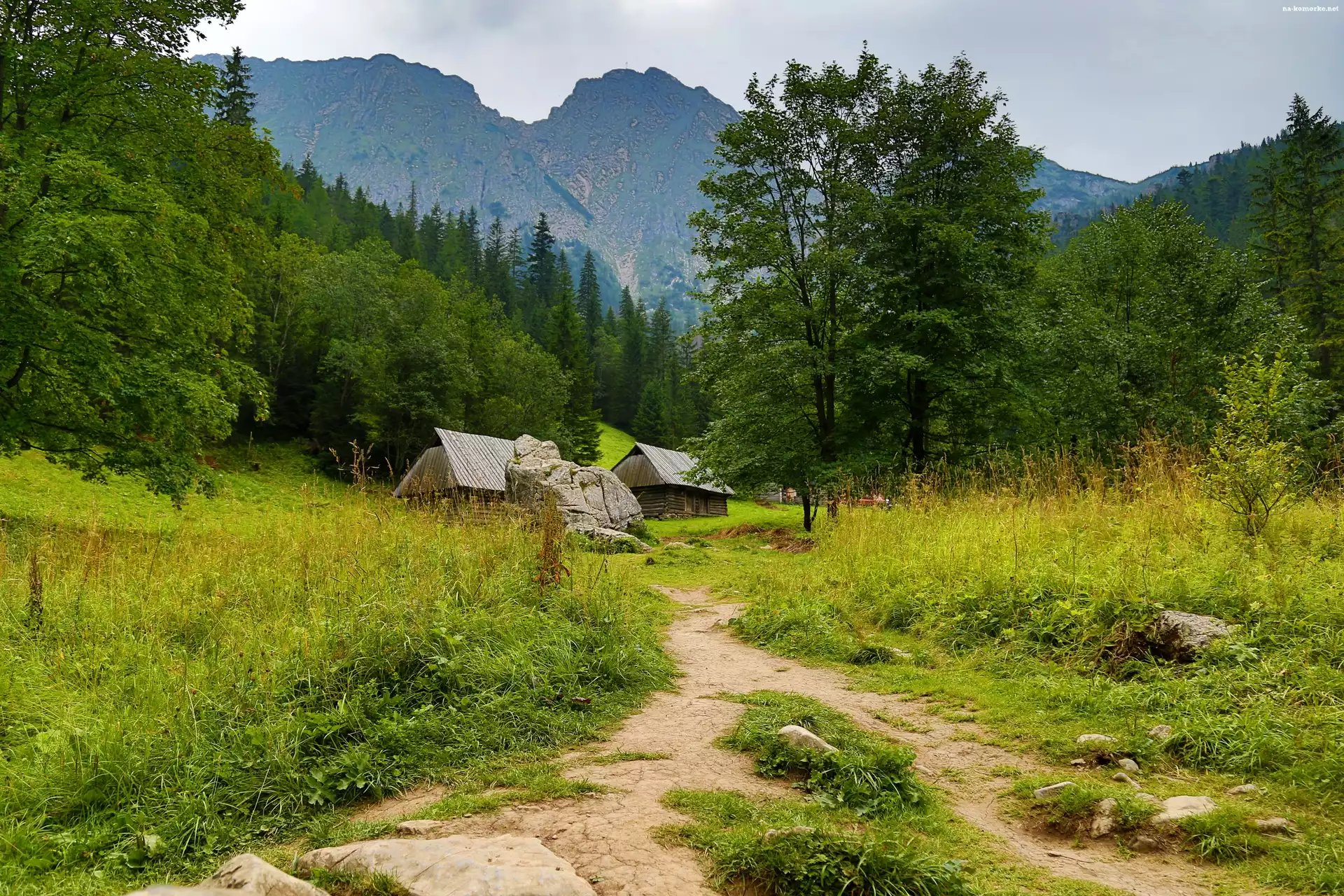 Polska, Tatry, Zakopane, Góry, Ścieżka