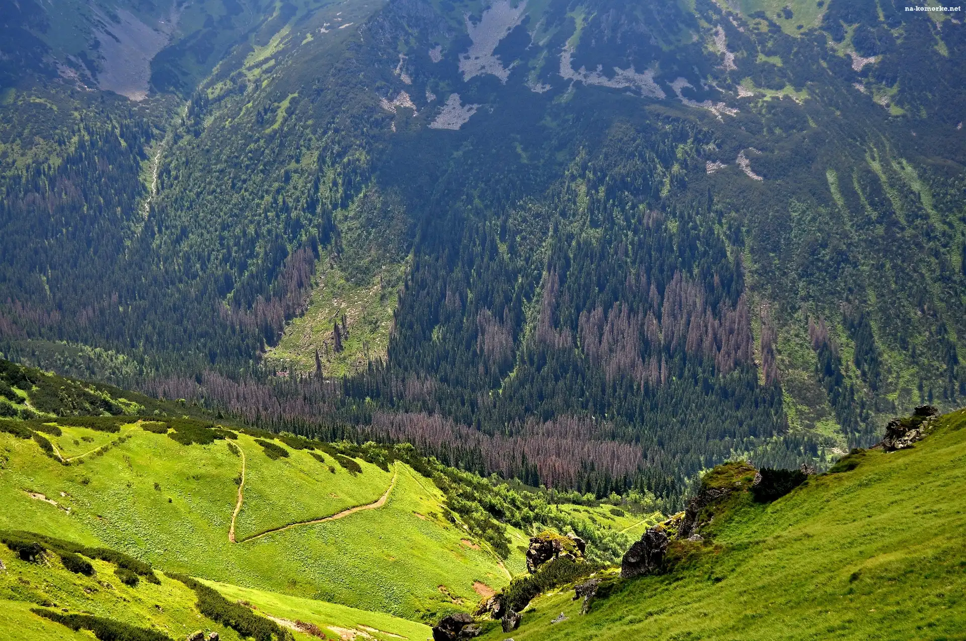 Polska, Góry, Karpaty, Zbocze