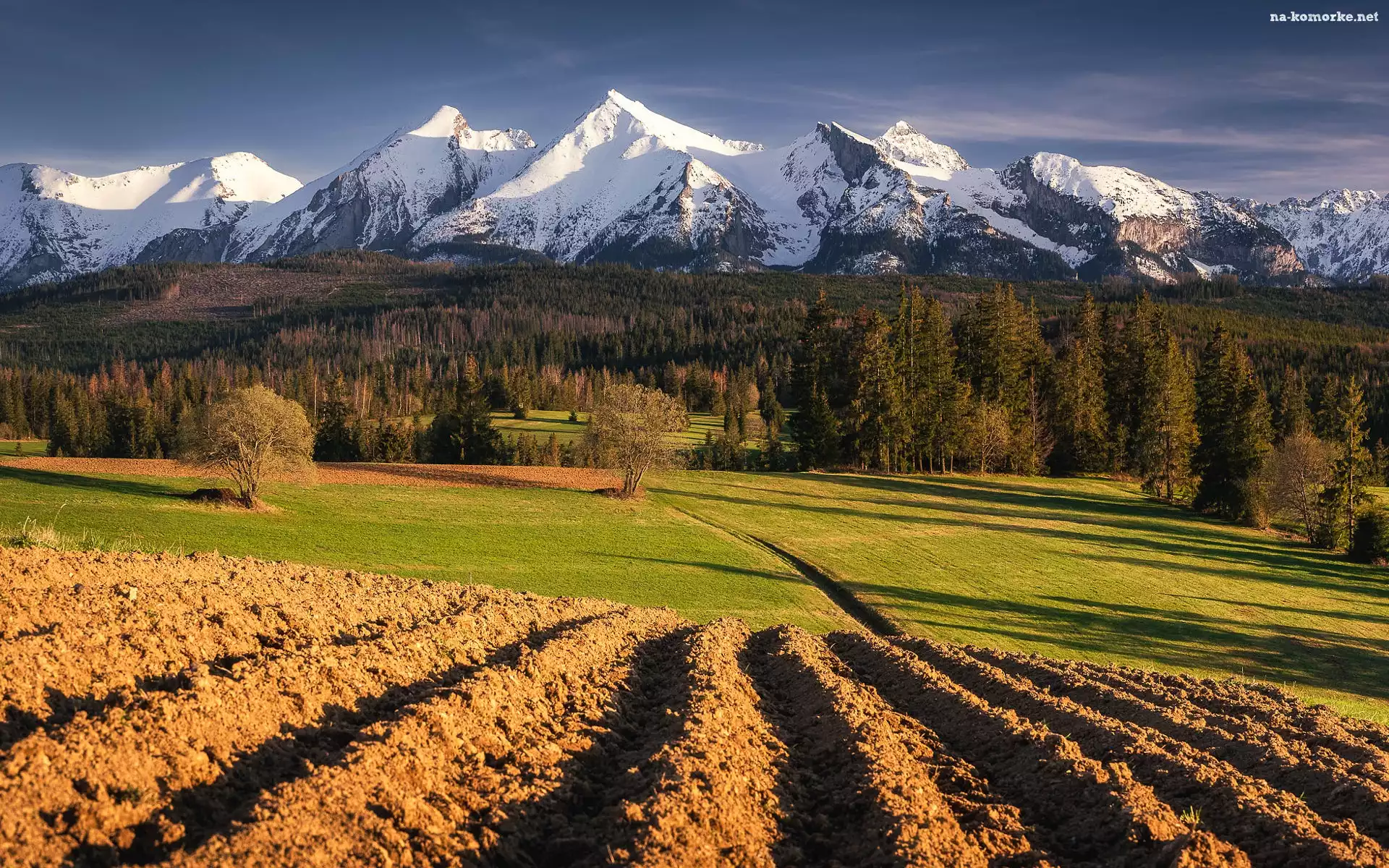 Pole, Góry, Drzewa, Polska, Las, Tatry