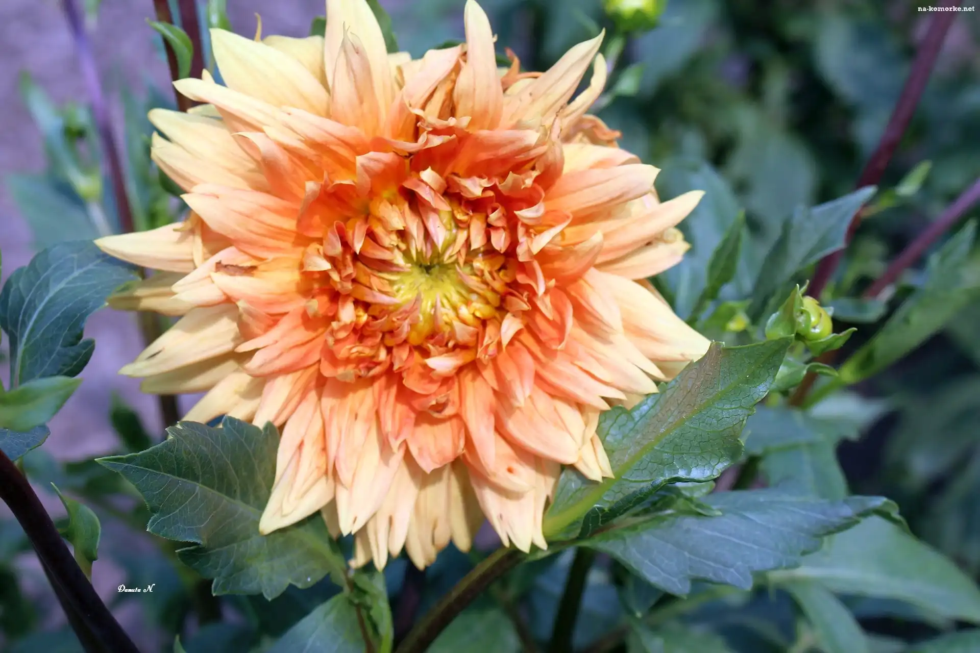 Dalia, Pomarańczowa, Liście
