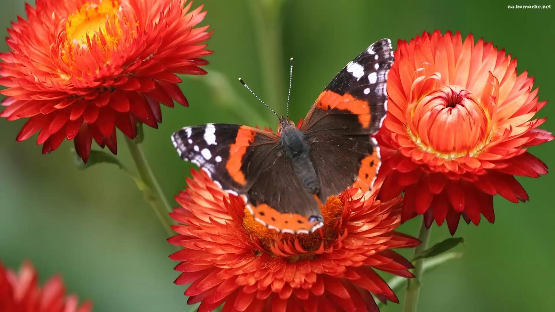 Pomarańczowe, Motyl, Kwiatki, Piękny