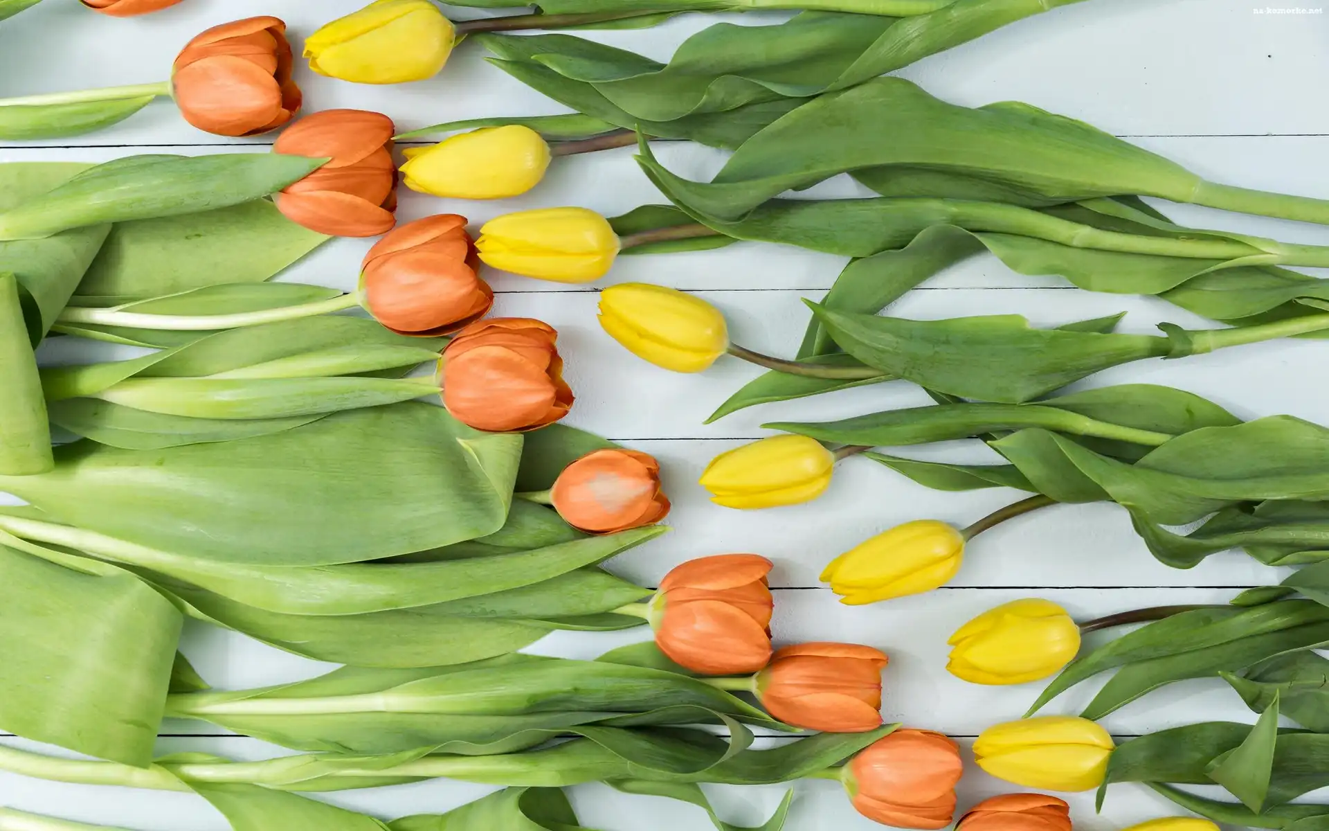 Żółte, Liście, Pomarańczowe, Tulipany