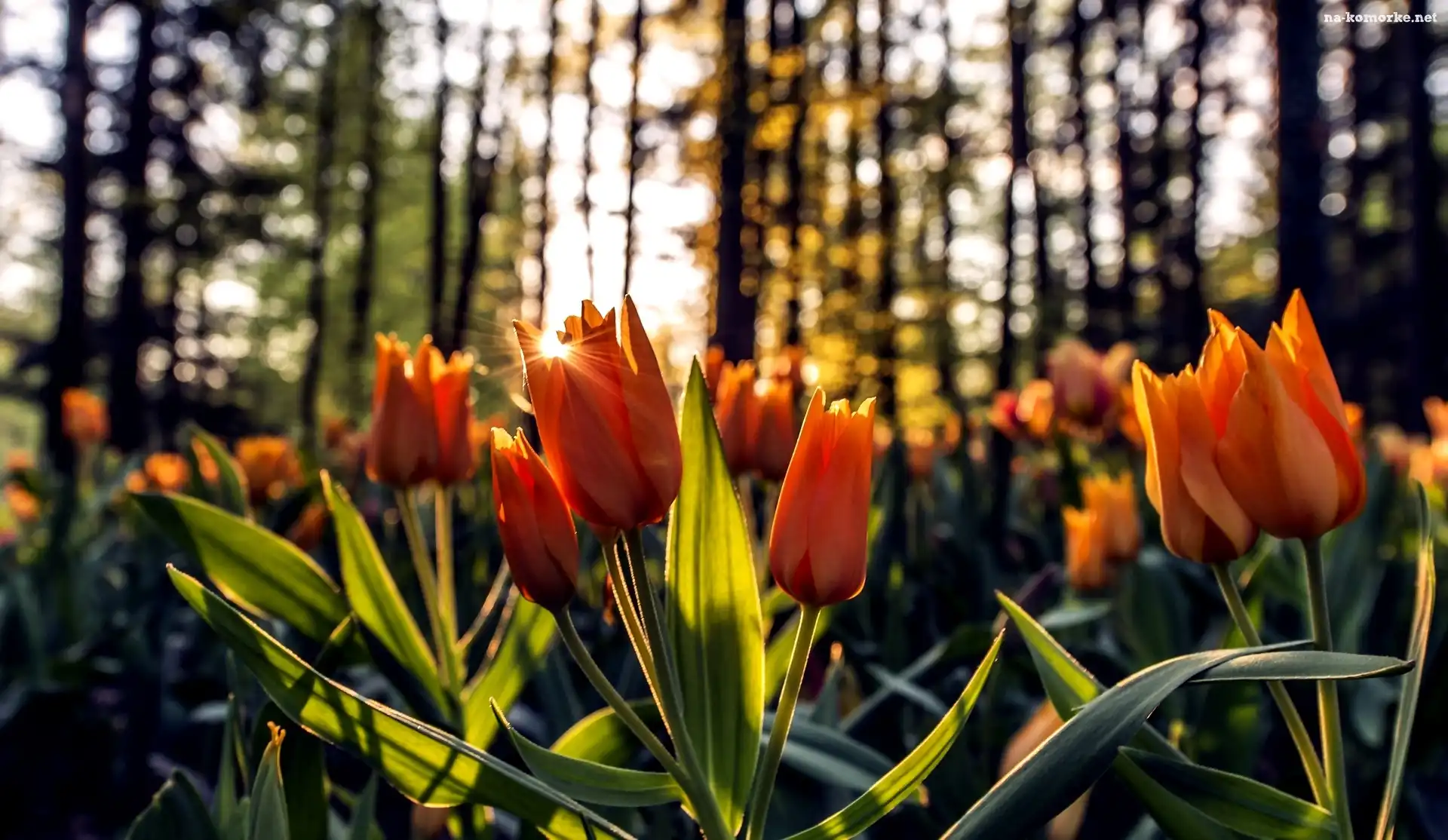 Pomarańczowe, Las, Tulipany, Promienie Słońca