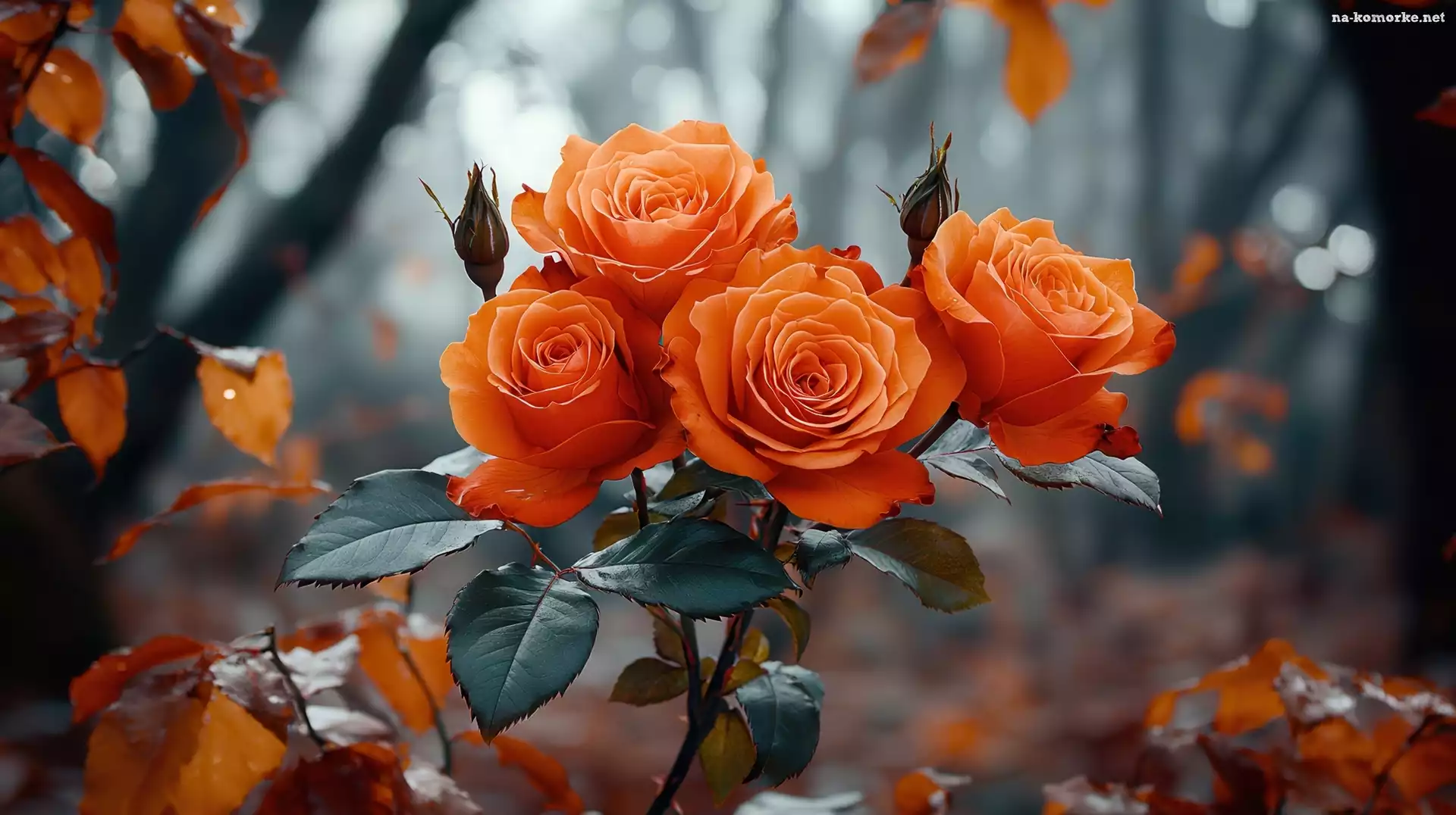 Pomarańczowe, Liście, Róże